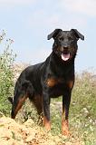 BEAUCERON 239